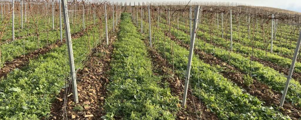 Gut Hermannsberg Weinberg