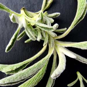 Griechischer Bergtee